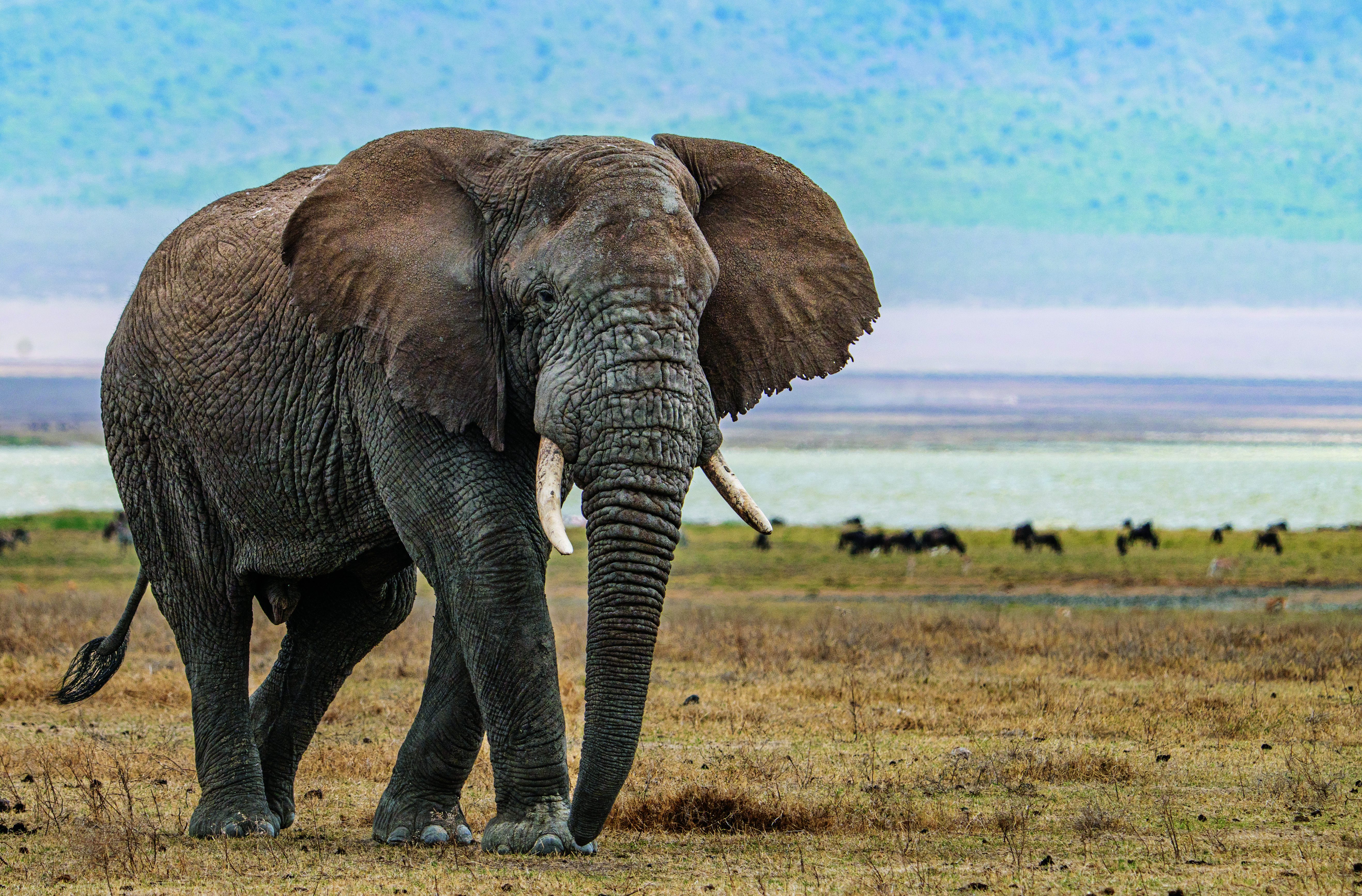 Credit: Bkamprath/iStock/Getty Images Plus/Getty Images